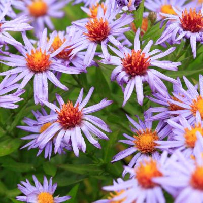Kissen-Aster 20x