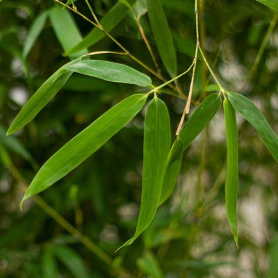 Phyllostachys aureosulcata 'Aureocaulis'