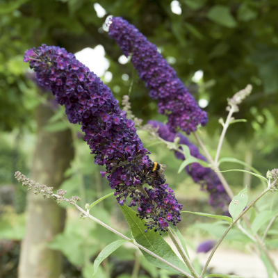 Buddleja Black Knight