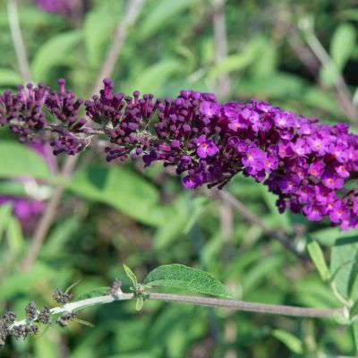 Schmetterlingsflieder 'Royal Red'