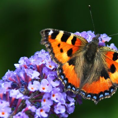 Schmetterlingsflieder 'Empire Blue'