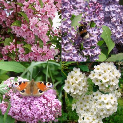 Hecke für Schmetterlinge und Bienen 