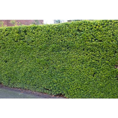 Japanische Stechpalme Green Hedge