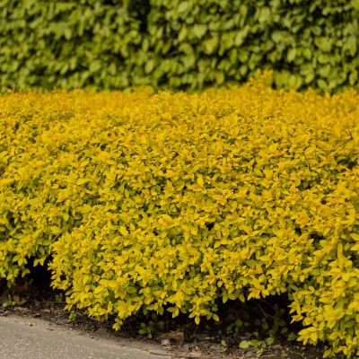 Spiraea Goldflame