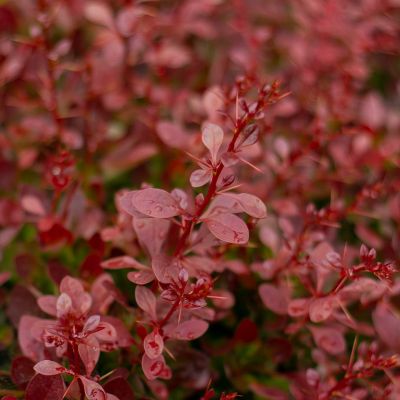 Rote Berberis thunbergii