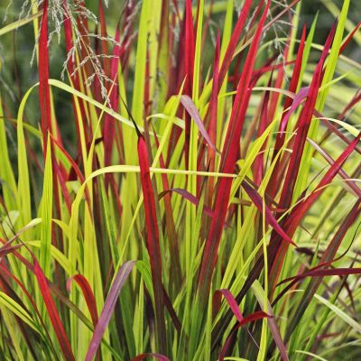 Japanisches Blutgras 'Red Baron'