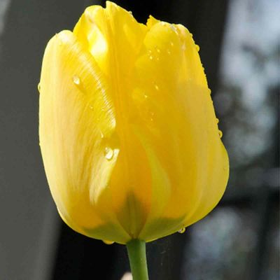 100 x Triumph-Tulpe 'Jan van Nes'