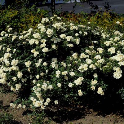 Bodendeckerrose Kent