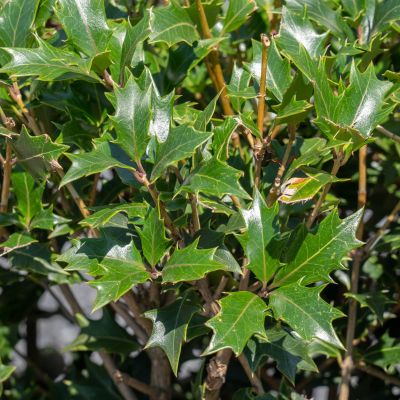 Stachelblättrige Duftblüte (Osmanthus heterophyllus)