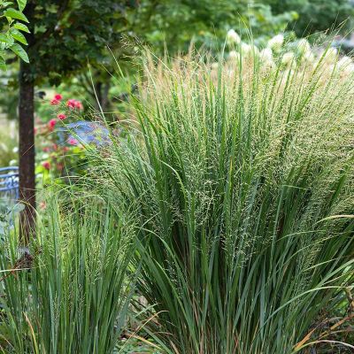 Rutenhirse 'Northwind' 20x