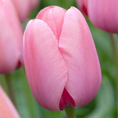 100 x Darwin-Hybrid Tulpe 'Pink Impression'