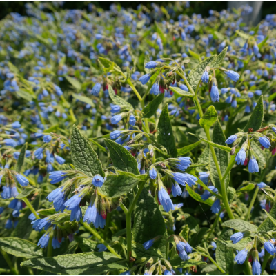 Staudenbeet Paket Beinwell 'Wisley Blue'