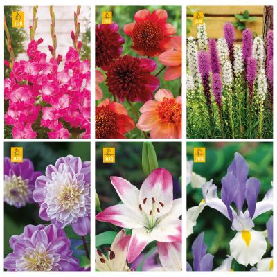 Blumenzwiebeln Paket Schnittblumen