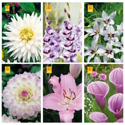 Blumenzwiebeln Paket Romantisch