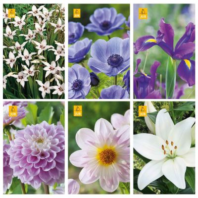 Blumenzwiebeln Paket Schmetterlinge und Bienen