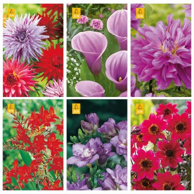 Blumenzwiebeln Paket Rosa, Lila und Rot