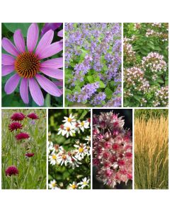 Staudenbeet Paket Prairie-Beet