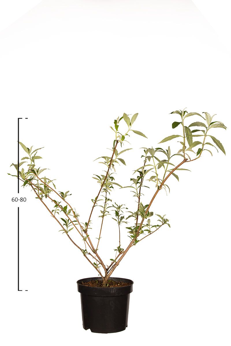 Schmetterlingsflieder Black Knight