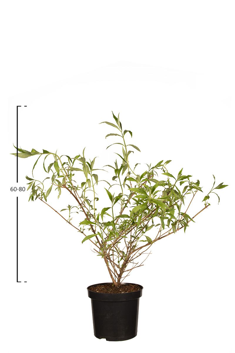 Schmetterlingsflieder 'Nanho Blue'