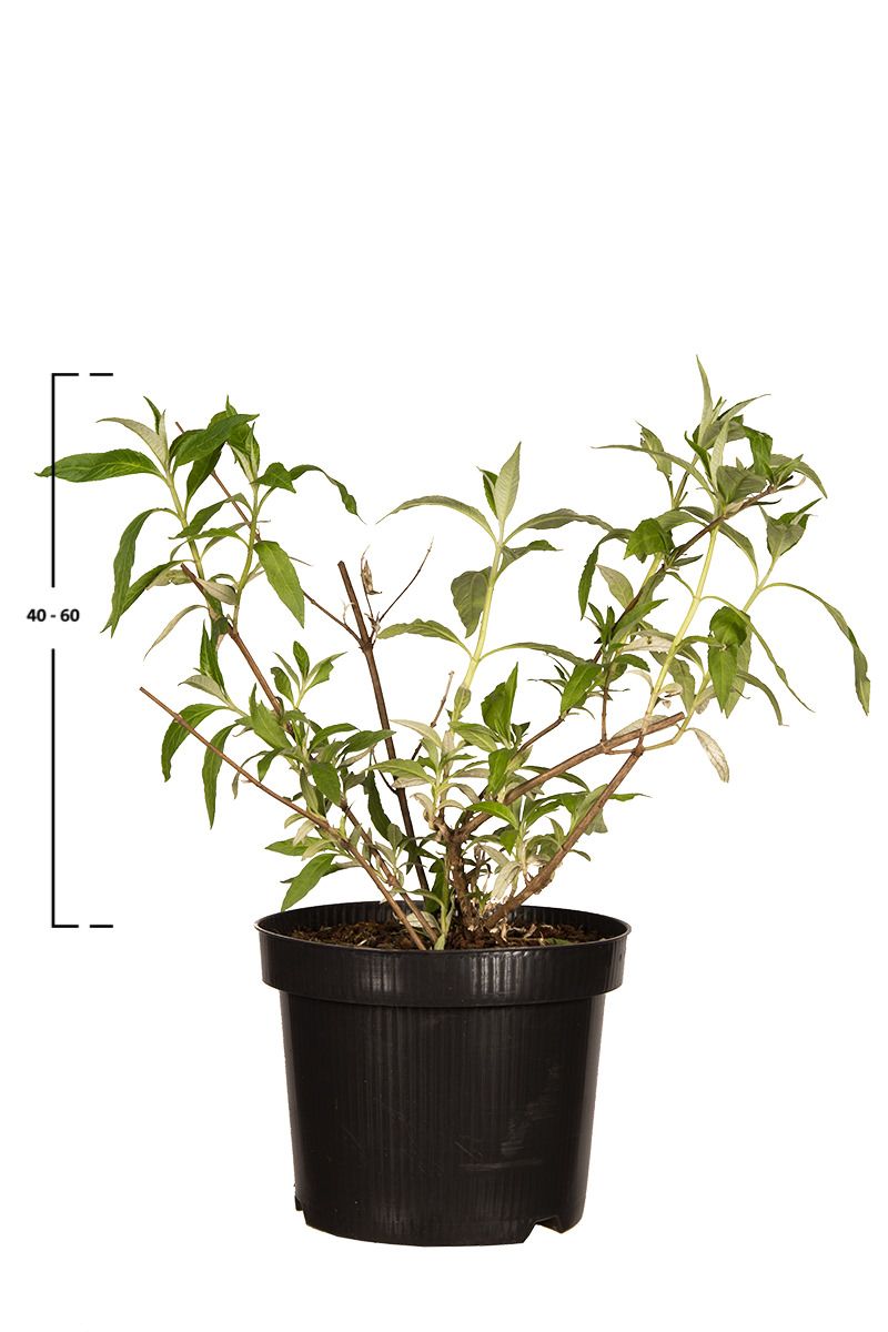 Schmetterlingsflieder 'Pink Delight'
