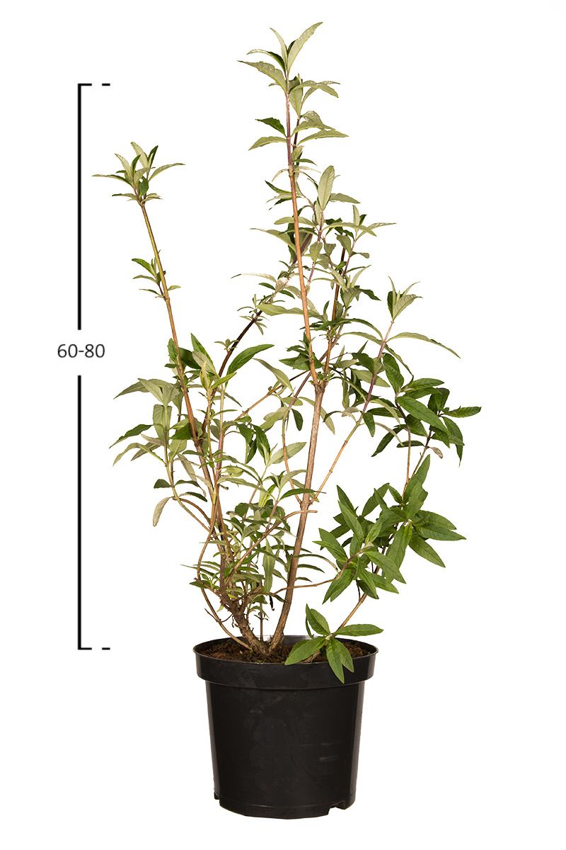 Schmetterlingsflieder 'Royal Red'