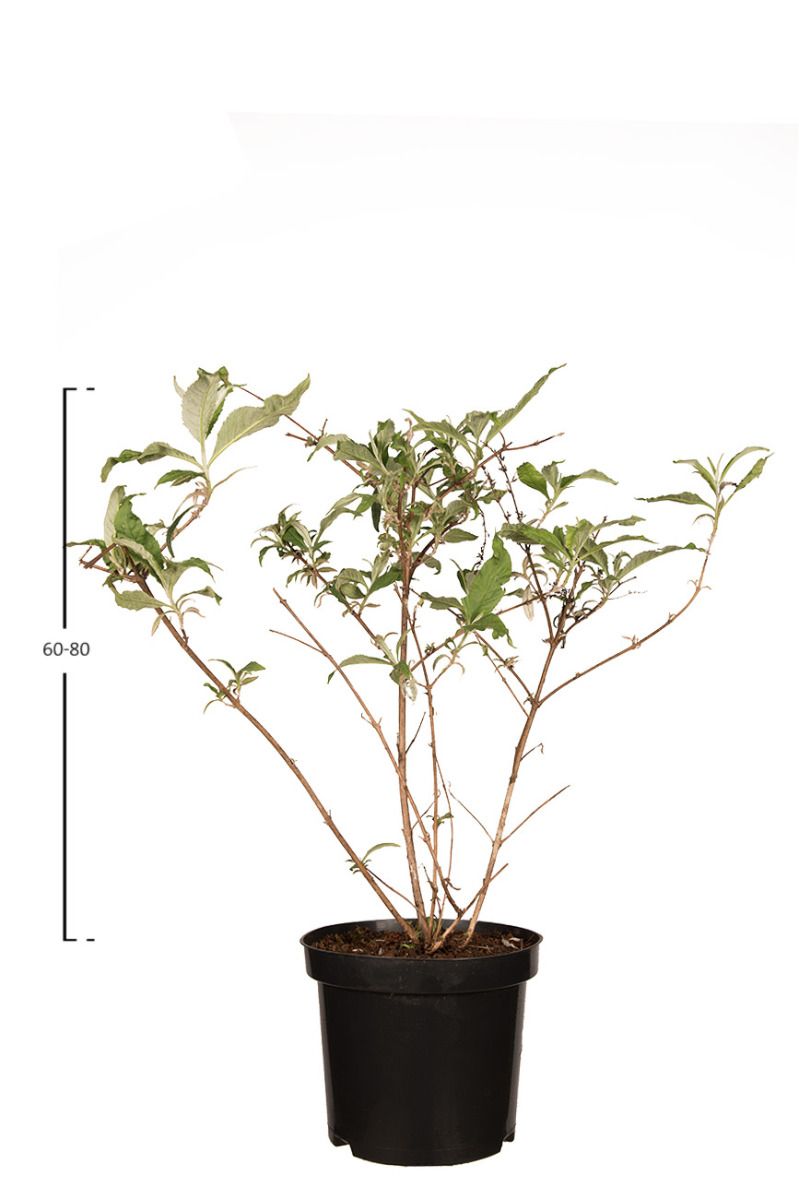 Schmetterlingsflieder 'White Profusion'