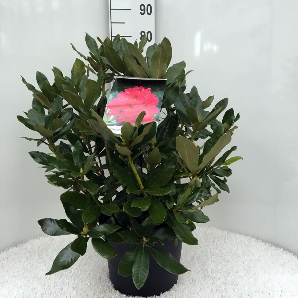 Rhododendron ‘Nova Zembla’