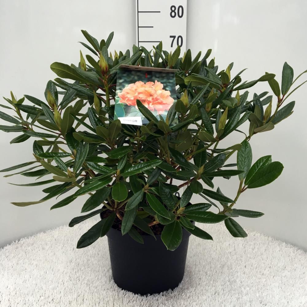 Rhododendron 'Tortoiseshell Orange'