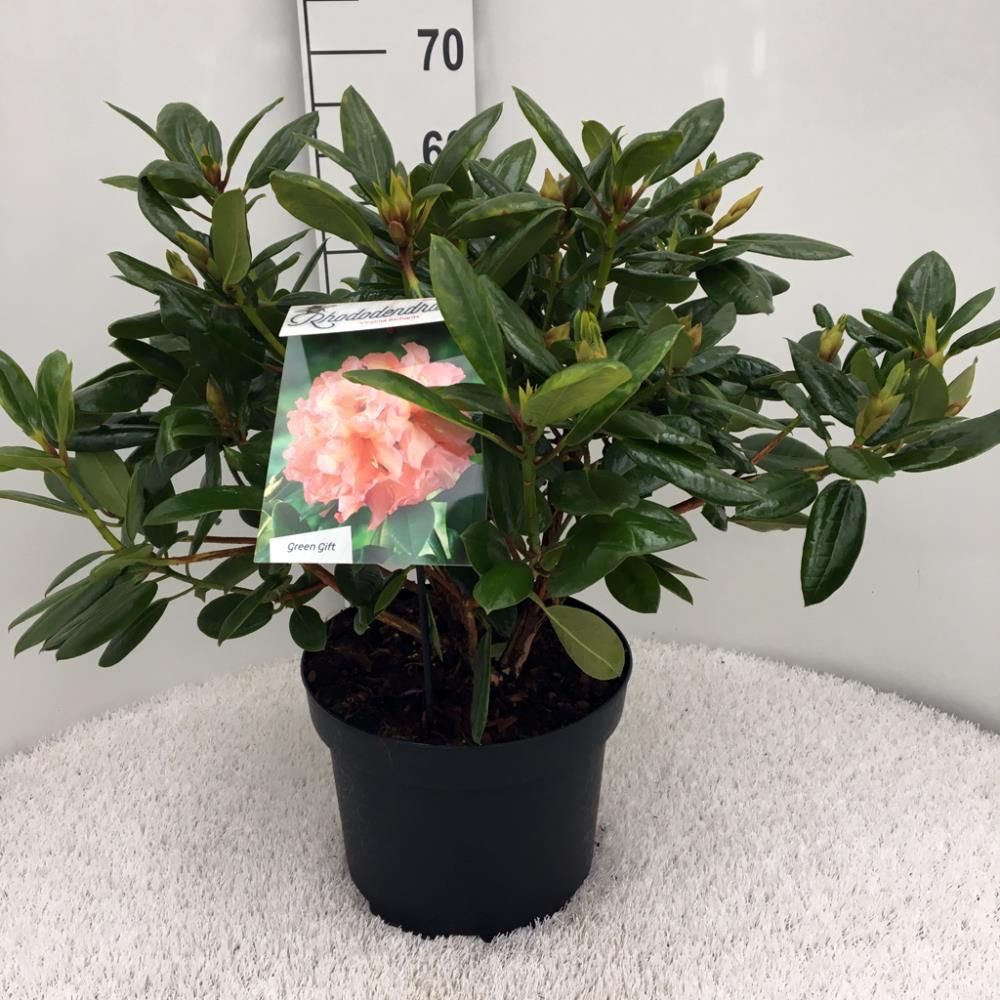 Rhododendron ‘Virginia Richards’