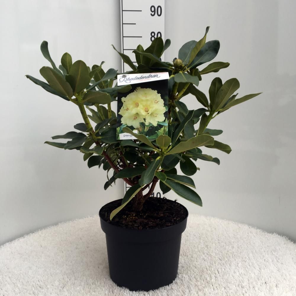 Rhododendron ‘Horizon Monarch’