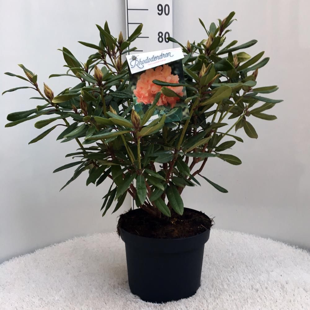 Rhododendron 'Tortoiseshell Orange'
