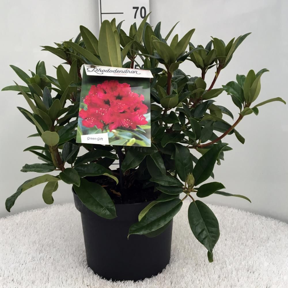 Rhododendron ‘Marie Forte’