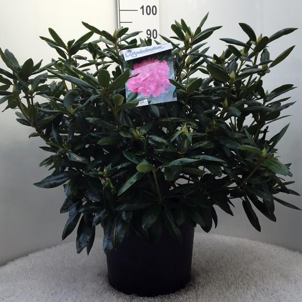 Rhododendron ‘Roseum Elegans’