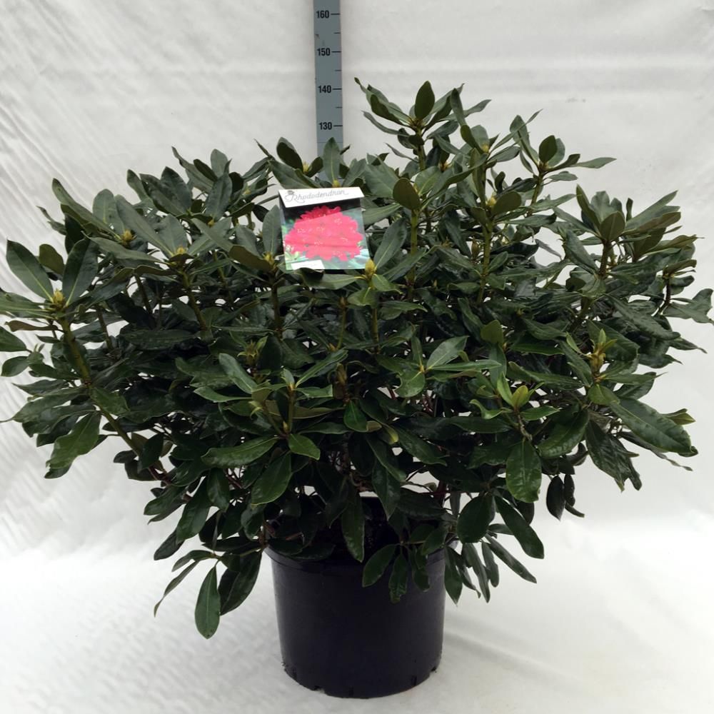 Rhododendron ‘Nova Zembla’