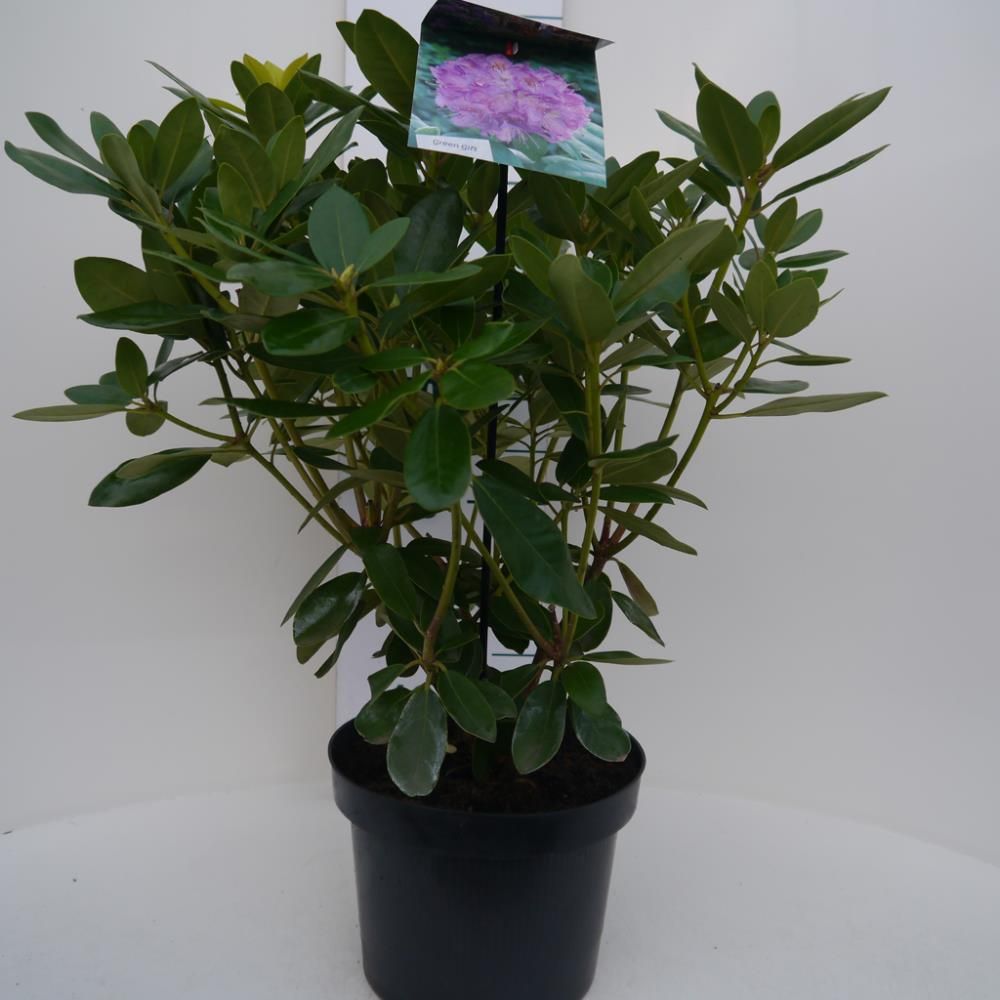 Rhododendron ‘Catawbiense Grandiflorum’