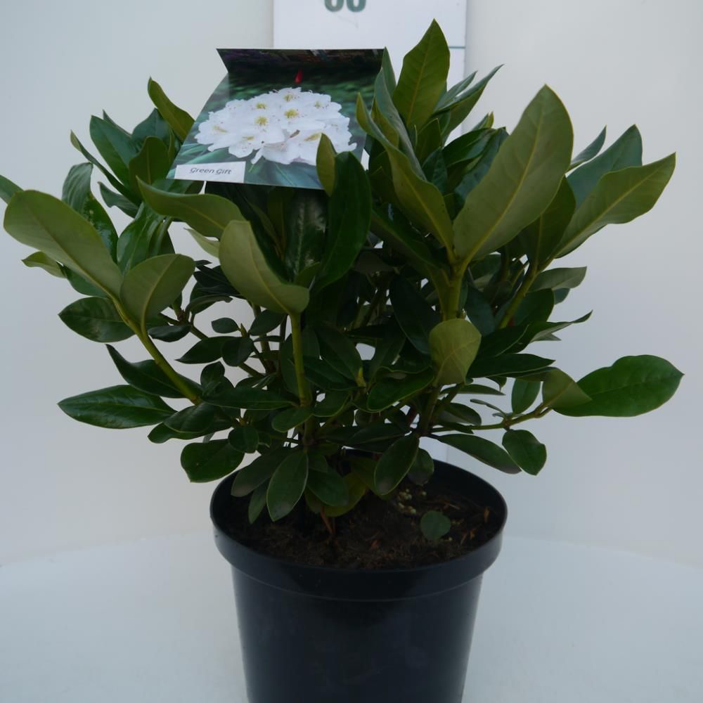 Rhododendron ‘Cunninghams White’