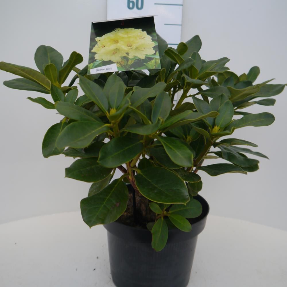 Rhododendron ‘Horizon Monarch’