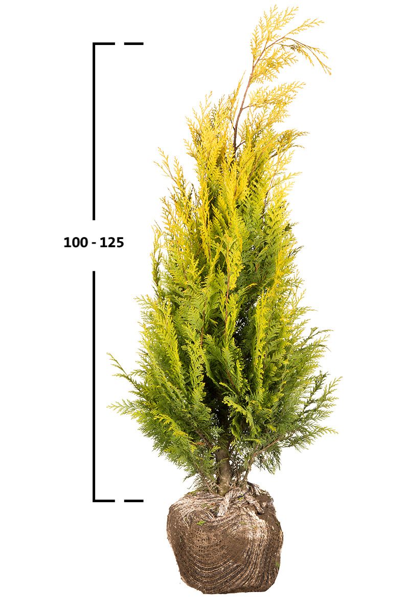 Gelbe Scheinzypresse 'Stardust'