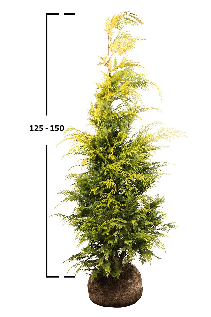 Gelbe Scheinzypresse 'Stardust'