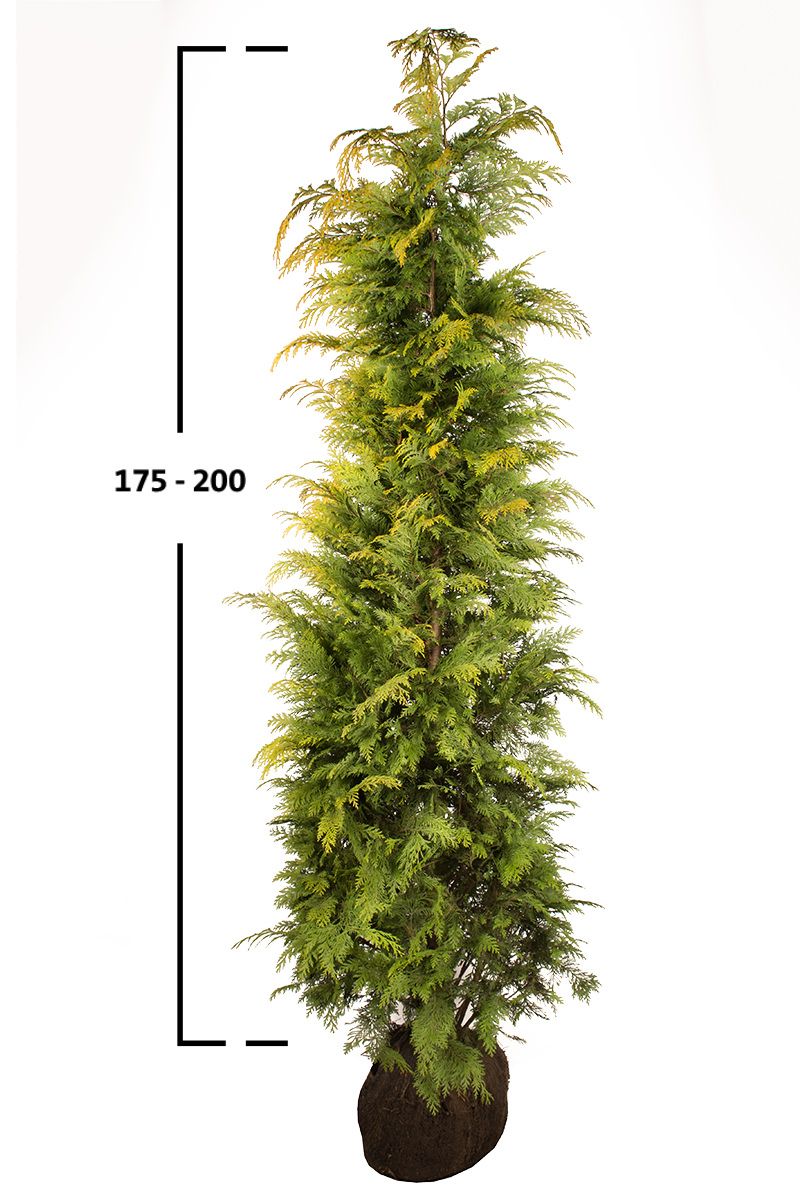 Gelbe Scheinzypresse 'Stardust'