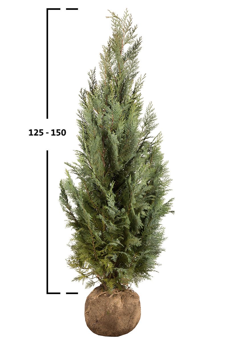 Blaue Scheinzypresse