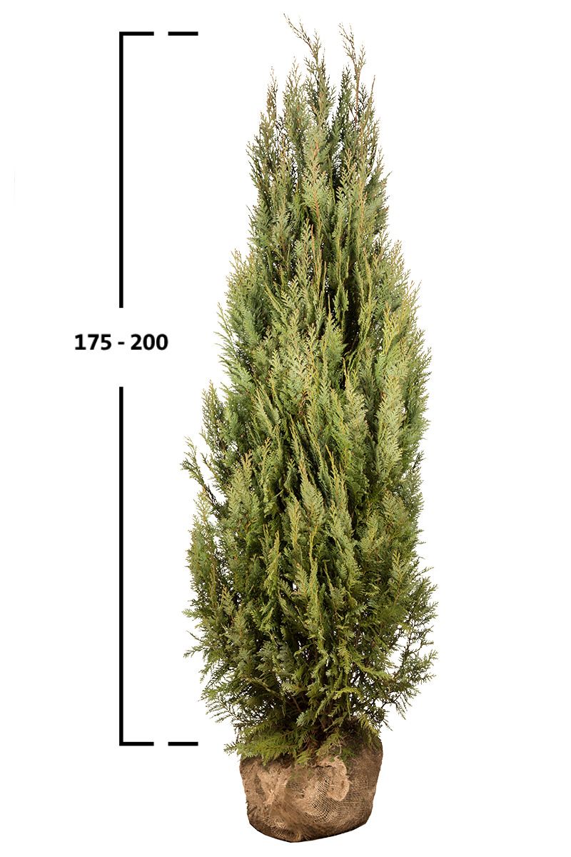 Blaue Scheinzypresse