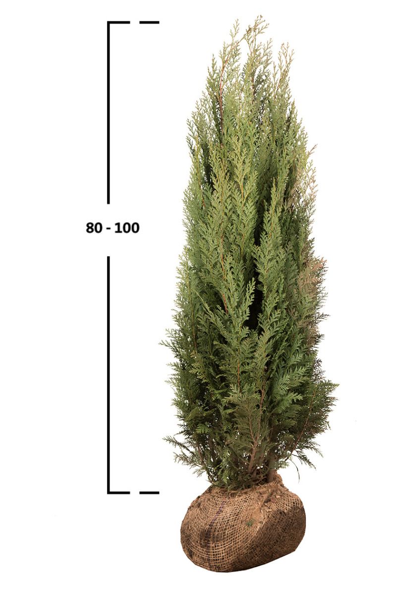 Blaue Scheinzypresse