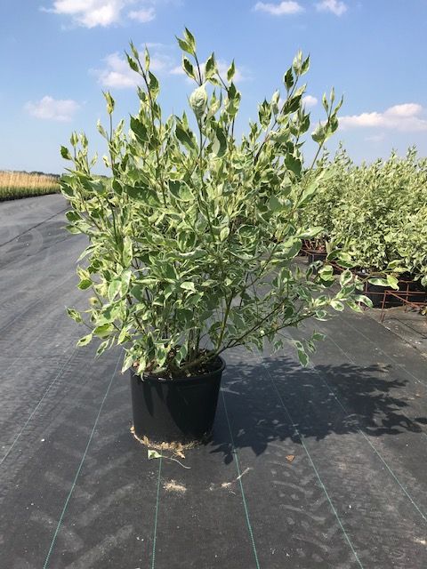Weißbunter Hartriegel 'Elegantissima'