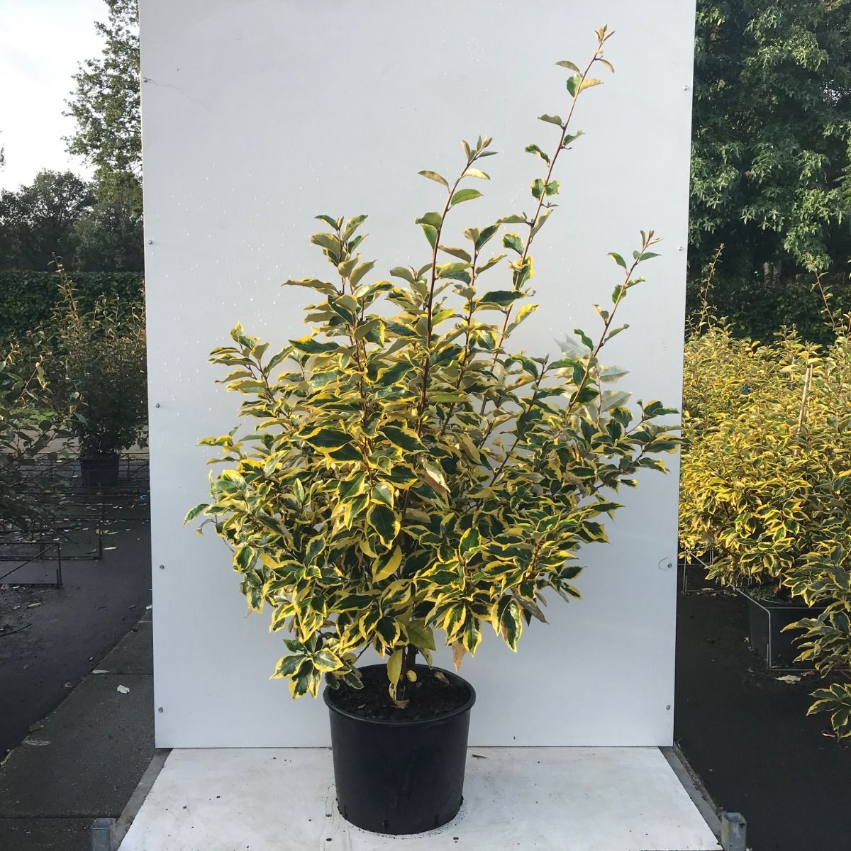 Wintergrüne Ölweide 'Gilt Edge'