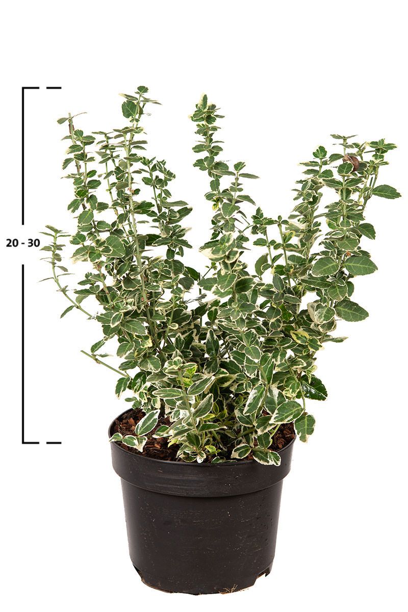 Pfaffenhütchen 'Emerald ’n Gaiety'