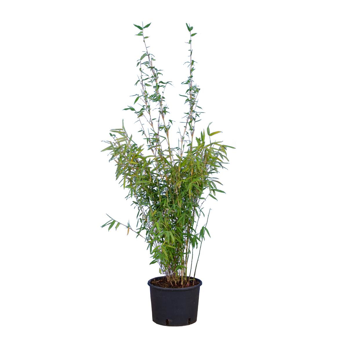 Fargesia nitida 'Great Wall'
