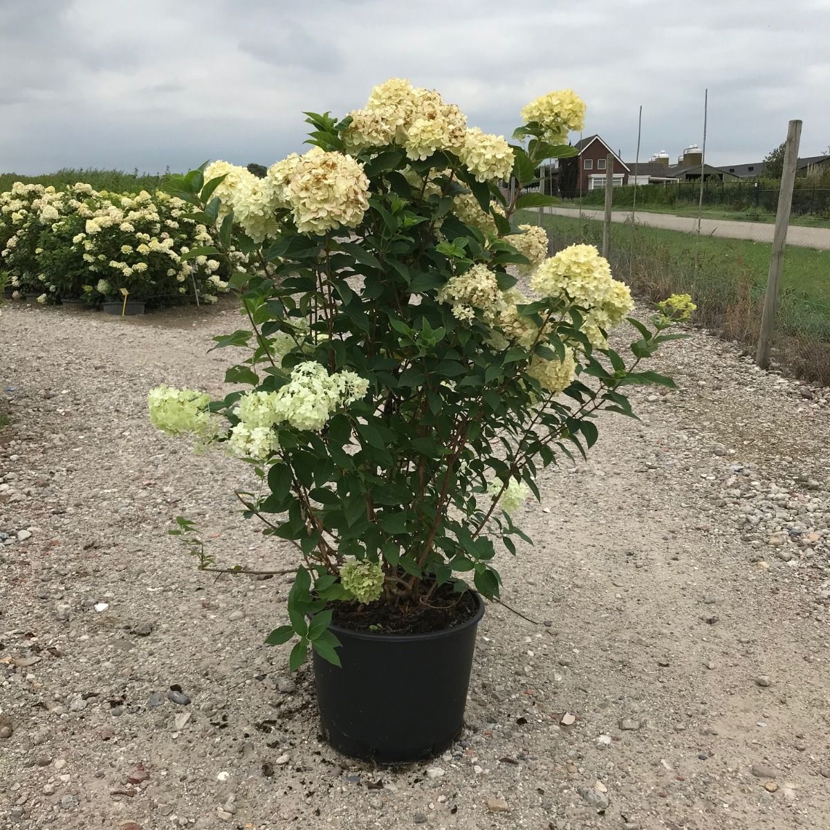 Rispenhortensie Limelight