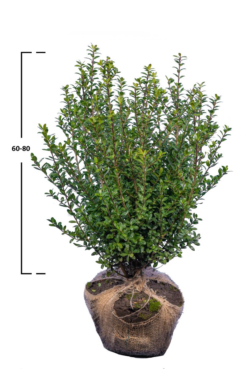 Japanische Stechpalme Caroline Upright ®