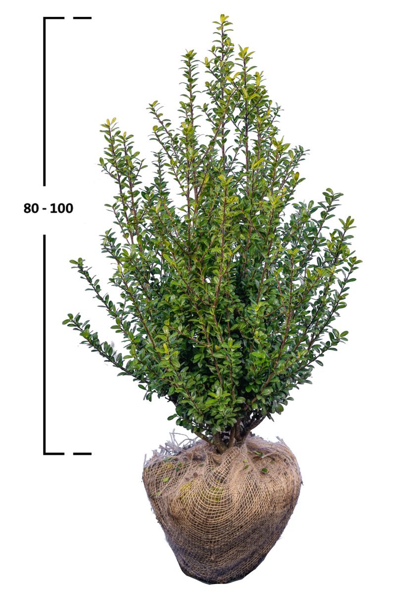 Japanische Stechpalme Caroline Upright ®